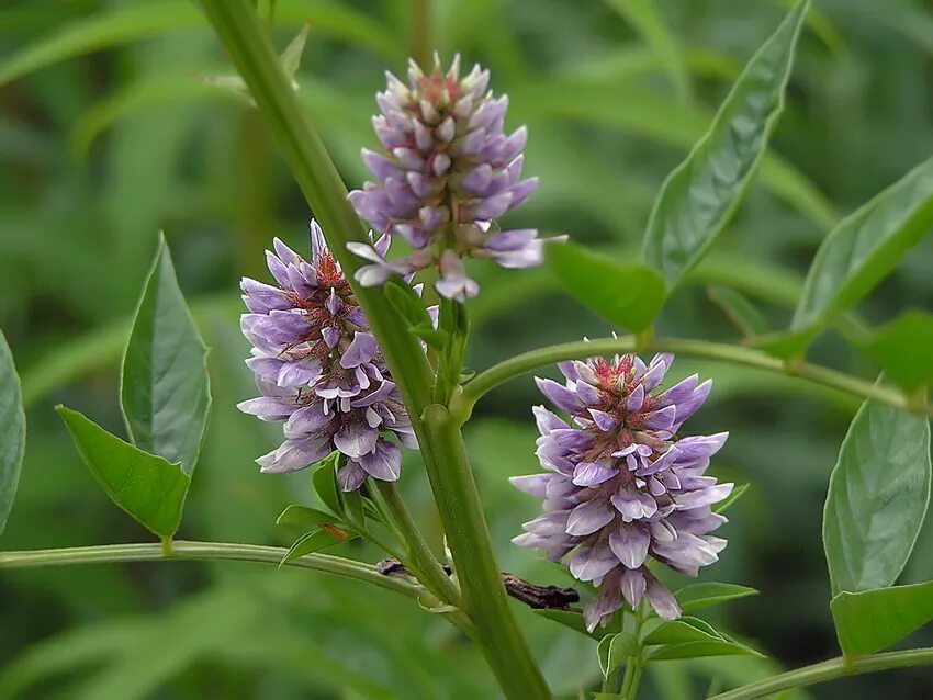 Покажи как выглядит растение Glycyrrhiza pallidiflora - NCBI - NLM