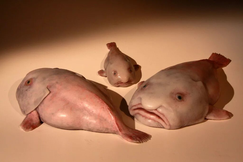 Покажи как выглядит рыба капля Blobfish This is a trio of silicon Blobfish models I recen. Flickr