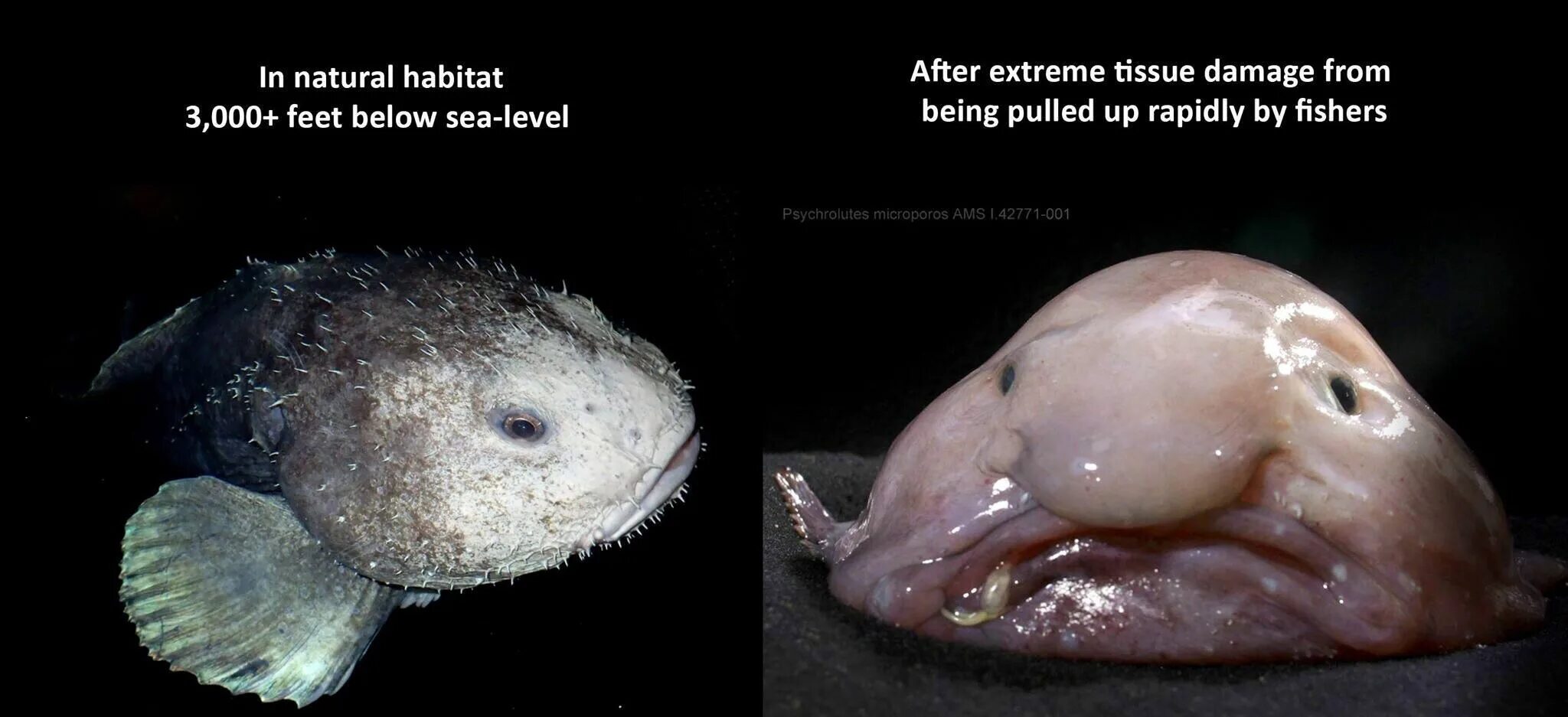 Покажи как выглядит рыба капля Pin by Skull Leader on Nature you crazy Blobfish, Blob fish in water, Deep sea f