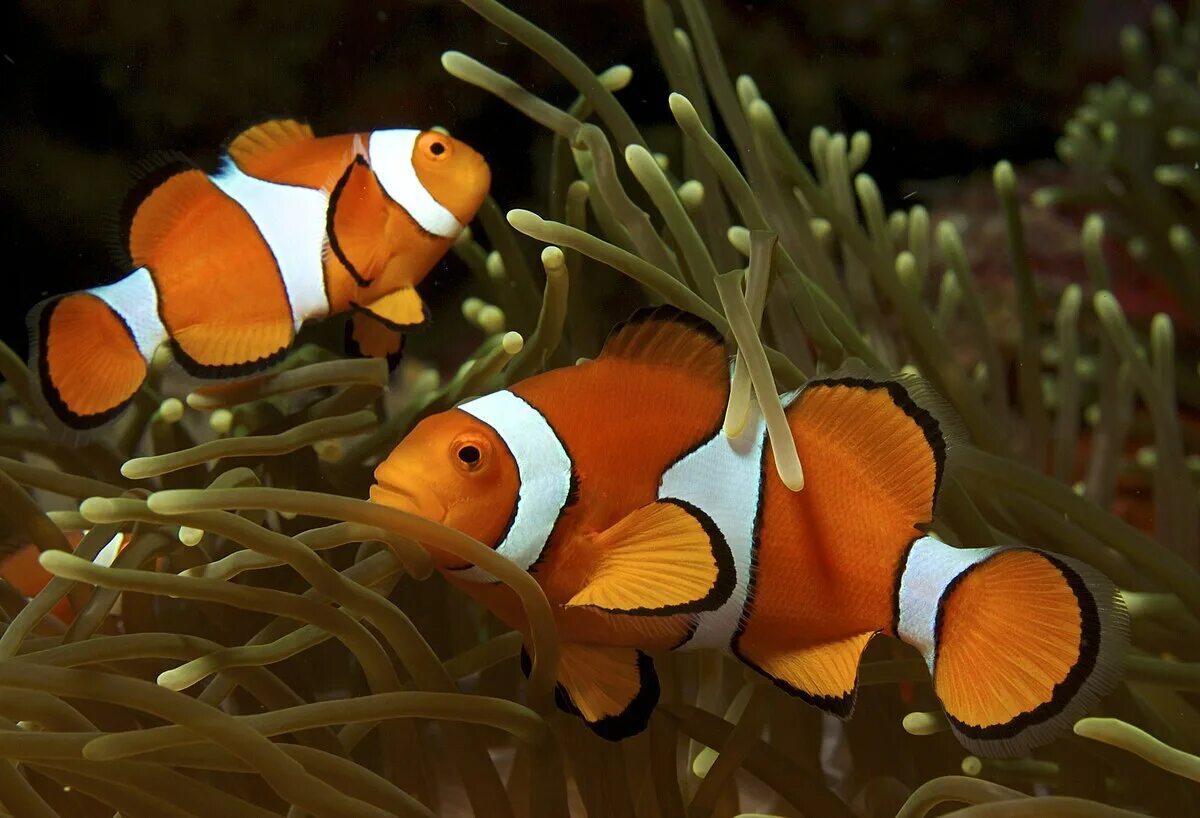 Покажи как выглядит рыба клоун Amphiprion ocellaris - Википедия