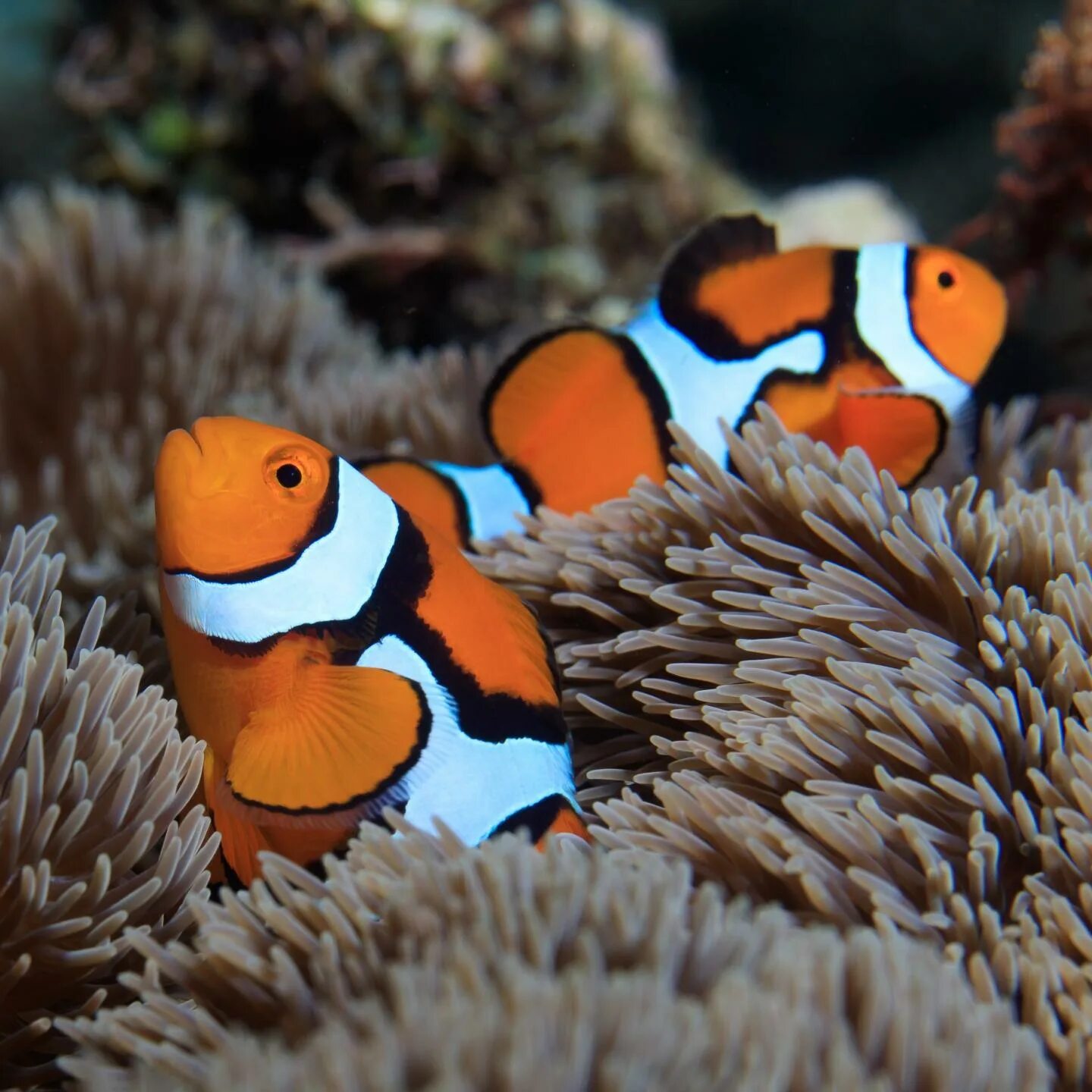 Amphiprion ocellaris (Nemo, Poisson-clown à trois bandes, Amphiprion ocellé) Mar