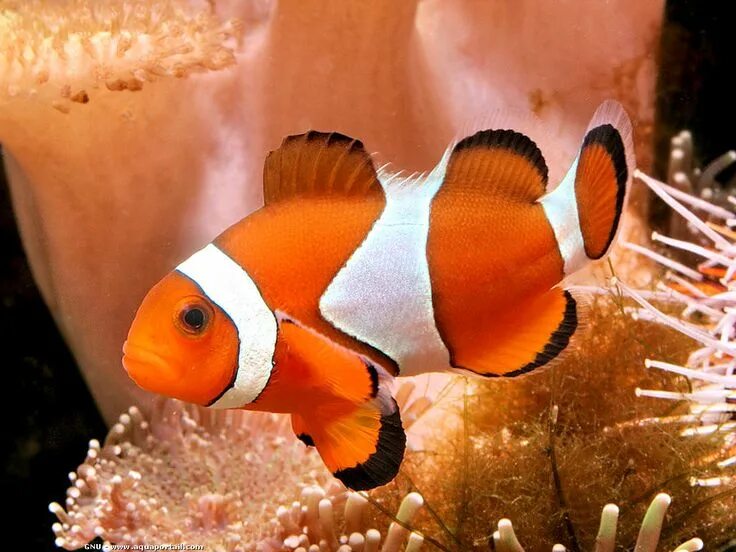 Покажи как выглядит рыба клоун Amphiprion ocellaris (Nemo, Poisson-clown à trois bandes, Amphiprion ocellé) Mar