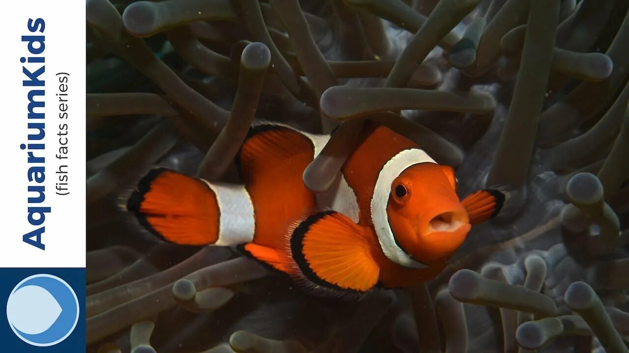 Покажи как выглядит рыба клоун 10 facts about Clownfish (4K UHD) - YouTube