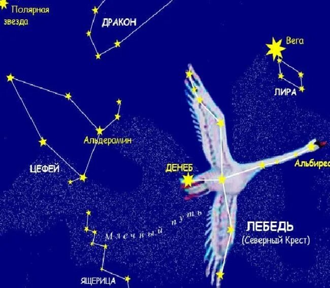 Покажи как выглядит созвездие лебедя Представители Большого Лебедя Constellations, Astronomy, Science