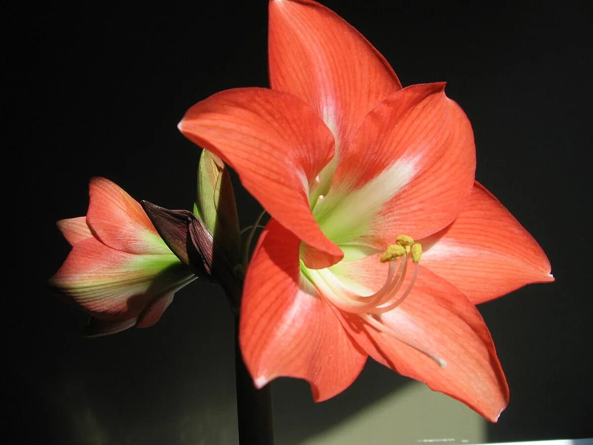 Покажи как выглядит цветок гиппеаструм File:Hippeastrum charmeur.jpg - Wikipedia