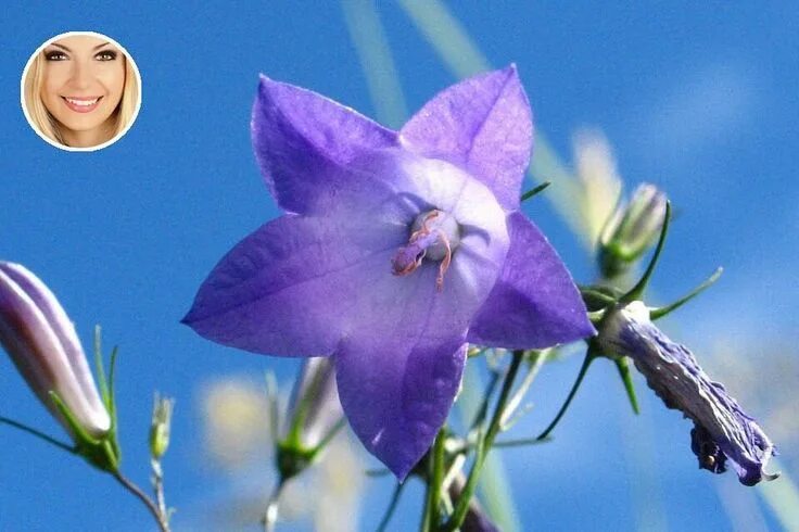 Колокольчик - виды Bellflower, Plant wallpaper, Beautiful flowers