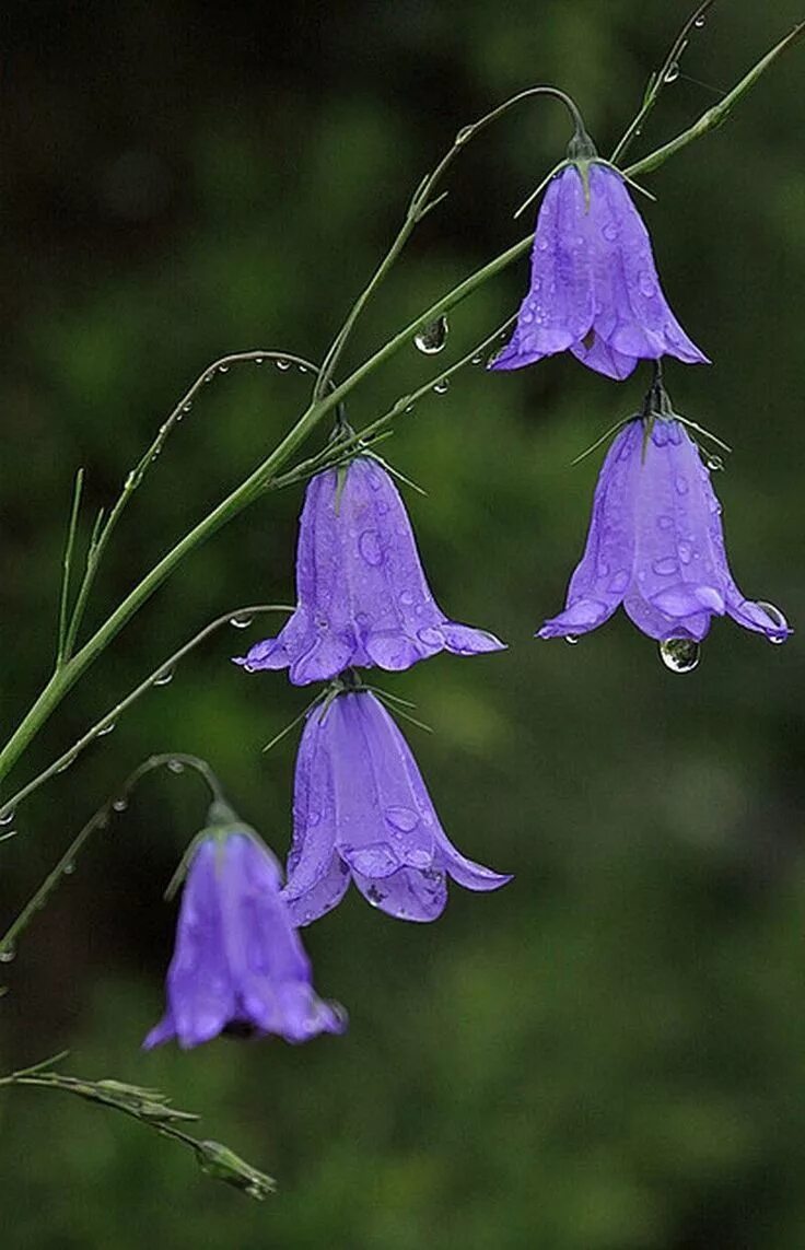 Покажи как выглядит цветок колокольчик Resimlerin Dili Purple flowers, Amazing flowers, Flowers nature