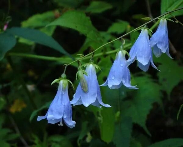 Покажи как выглядит цветок колокольчик Колокольчик - виды Bellflower, Plant wallpaper, Beautiful flowers