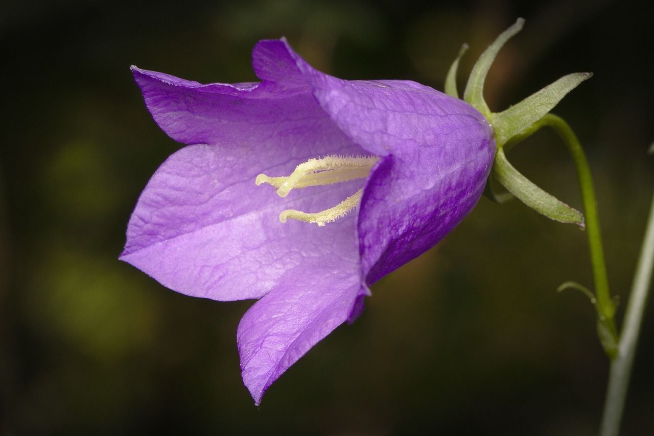 Покажи как выглядит цветок колокольчик Bellflower Violet Blossom - Free photo on Pixabay Bellflower, Free photos, Stock