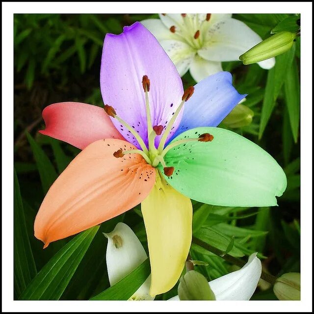 Покажи как выглядит цветок лилии rainbow lily Beautiful flowers garden, Lily seeds, Flower garden plants