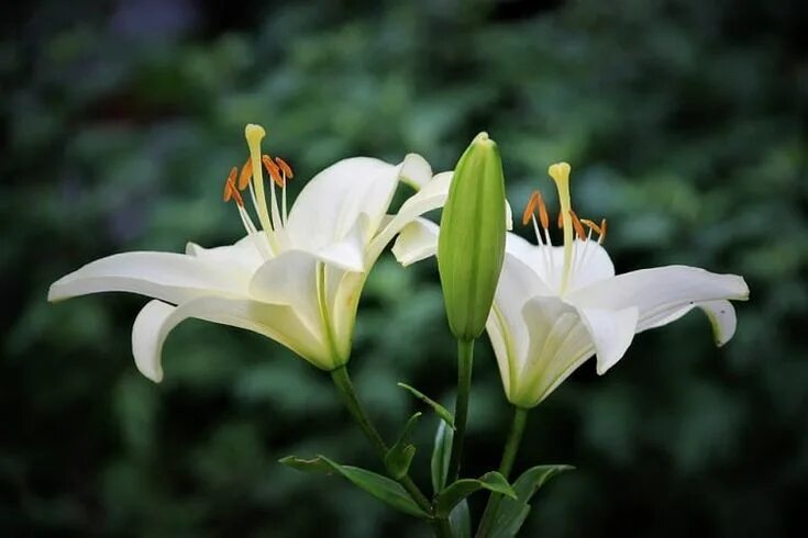 Покажи как выглядит цветок лилии A Complete Guide on How to Grow Lily Flowers Лилии, Цветоводство, Азиатские лили