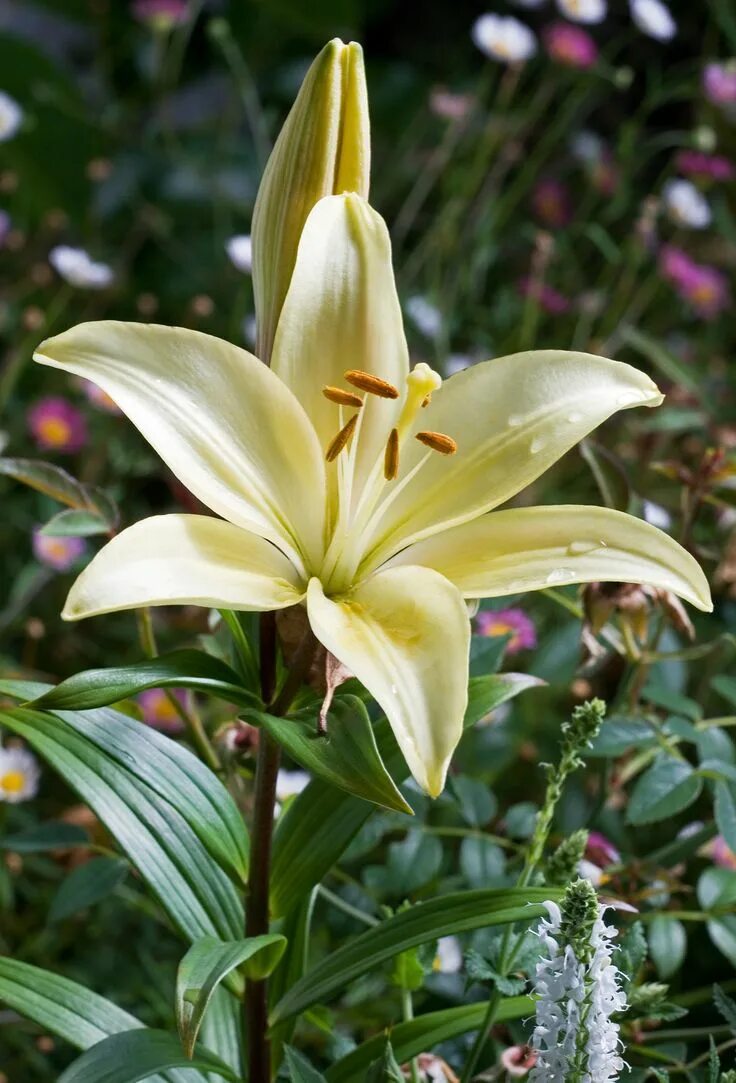 Покажи как выглядит цветок лилии Lilium longiflorum (li' lee-um lon-gi-floor' um) Common name: Easter Lily Family