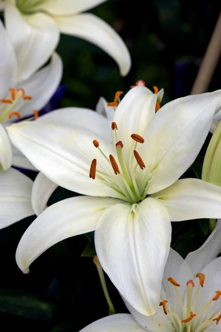 Покажи как выглядит цветок лилии White lily flower, White lilies, Flower garden design