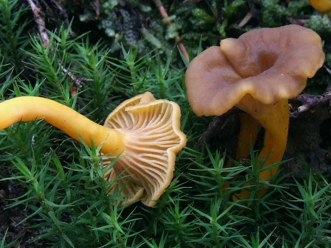 Покажи как выглядят грибы лисички Файл:Cantharellus tubaeformis G28.JPG - Вікіпедія