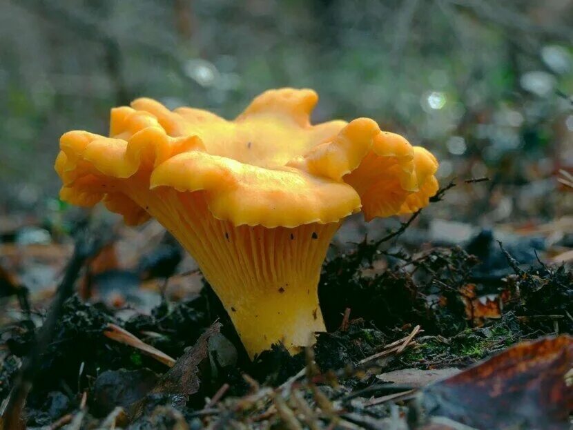 Покажи как выглядят грибы лисички Seeds Mushroom Chanterelle Lisichki Yellow Mycelium Spawn Dried Spores Ukraine e