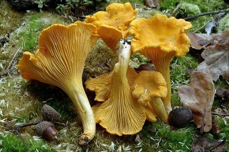 Покажи как выглядят грибы лисички Chanterelle Mushroom (Cantharellus cibarius) Mycelium Spores Spawn Dried Seeds S