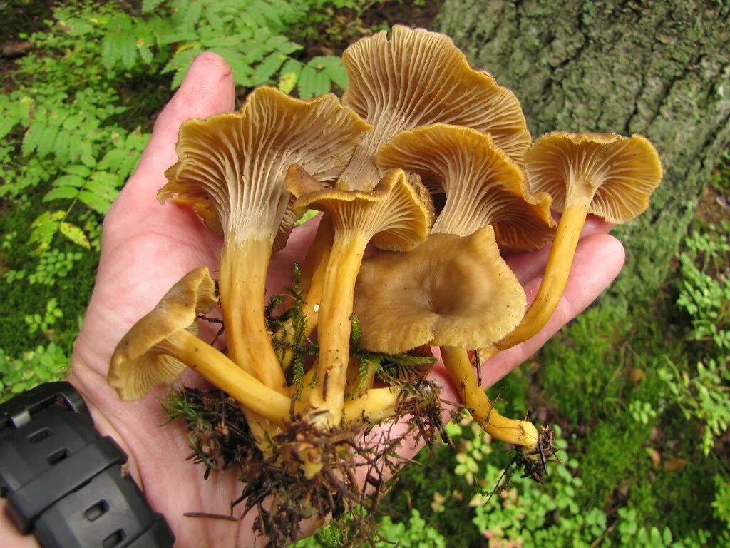 Покажи как выглядят грибы лисички Cantharellus tubaeformis FremdeV Flickr