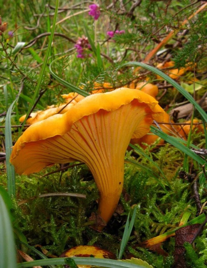 Покажи как выглядят грибы лисички Fungi - click here " Assynt Field Club Edible wild mushrooms, Garden mushrooms, 