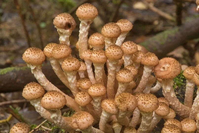 Покажи как выглядят грибы опята Varieties of species: Autumn hive (Latin: Armillaria mellea) The sincere desire 