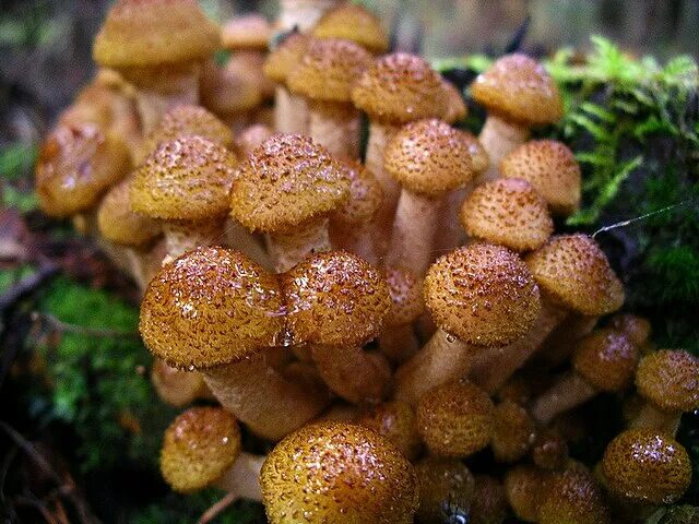 Покажи как выглядят грибы опята Файл:Armillaria mellea lt.jpg - Википедия