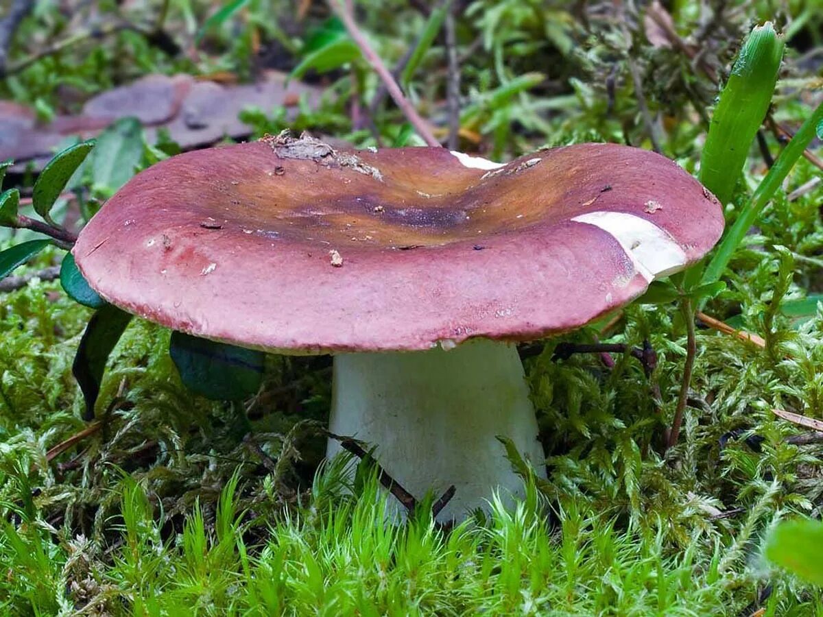 Покажи как выглядят грибы сыроежки Online Jigsaw Puzzle "Russula purple"