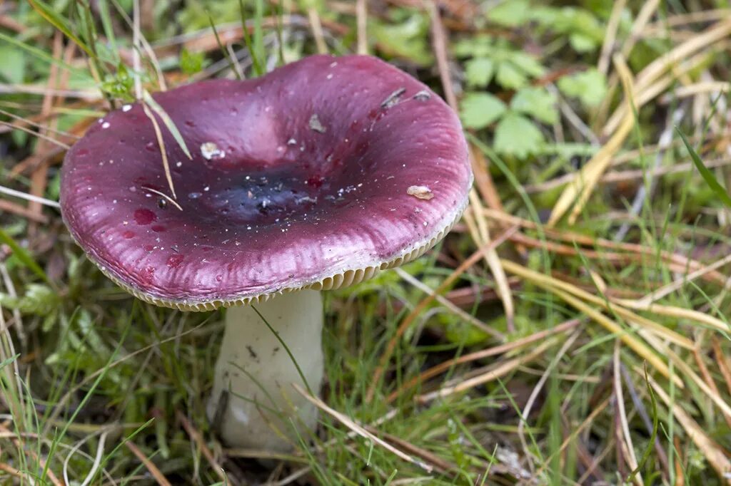 Покажи как выглядят грибы сыроежки Сыроежка ломкая (лат. Rússula frágilis)