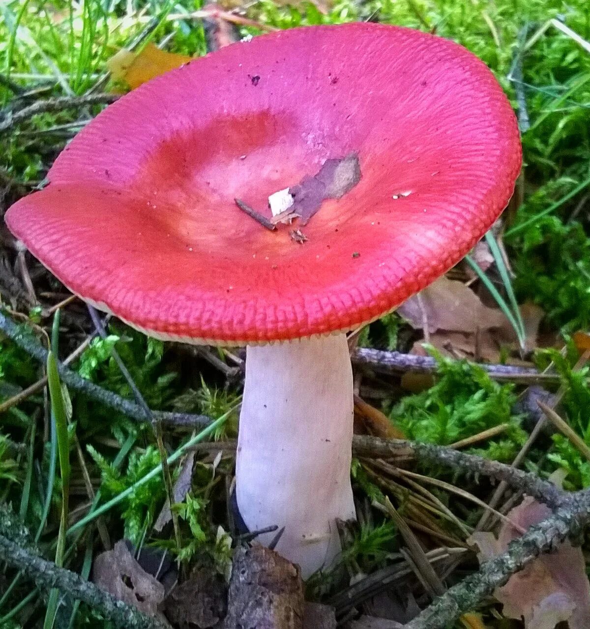 Покажи как выглядят грибы сыроежки Файл:Russula emetica in Poland.jpg - Википедия