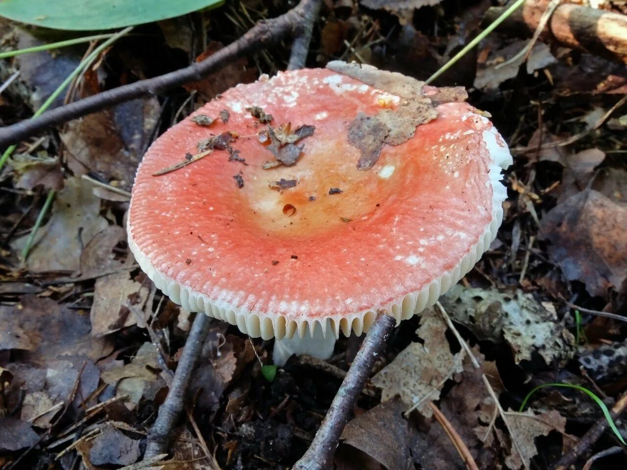 Покажи как выглядят грибы сыроежки Сардониксовая сыроежка (Russula Sardonia): фотоподборка Природная галерея Фотога