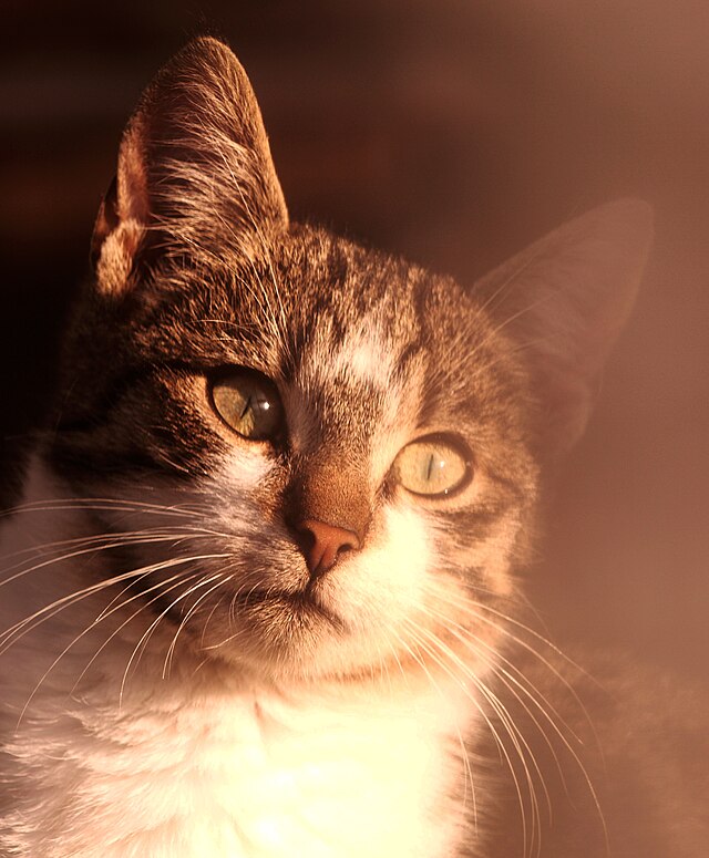 Покажи как выглядят кошки File:Cat face in sunlight (Unsplash).jpg - Wikimedia Commons