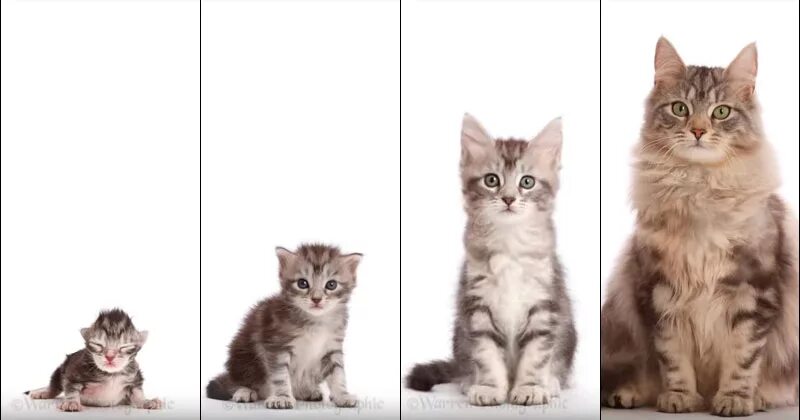 Покажи как выглядят кошки This Morphing Timelapse from Kitten to Adult is Internet Catnip - TwistedSifter