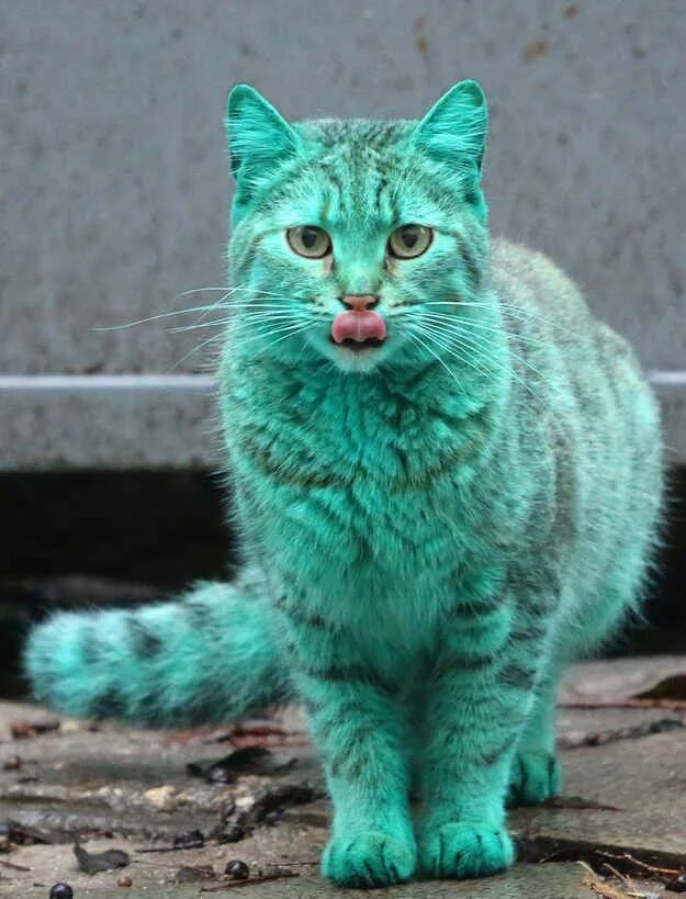 Покажи как выглядят кошки This cat accidentally turned himself green but ended up looking SUPER CUTE anywa