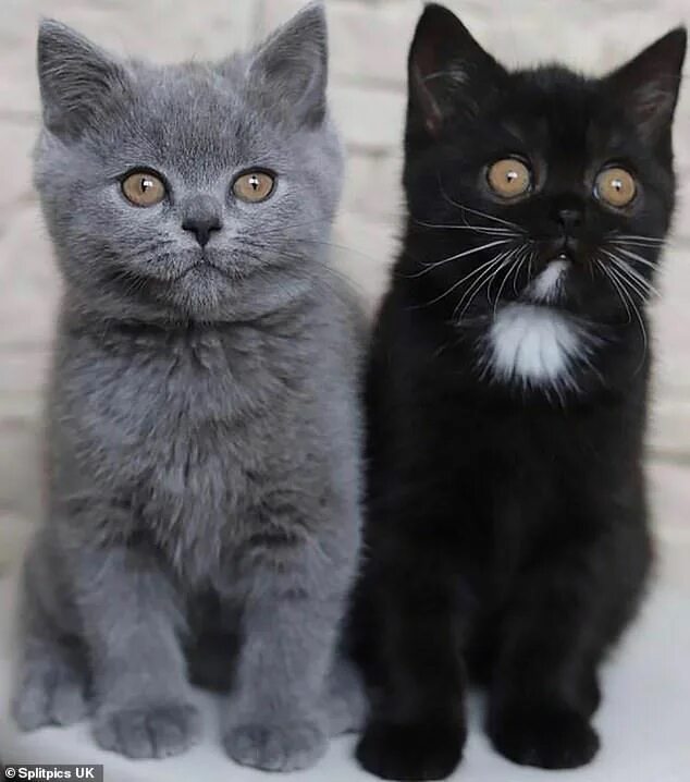 Покажи как выглядят кошки Cat with a two-tone face fathers two kittens... one in each colour Grey kitten, 