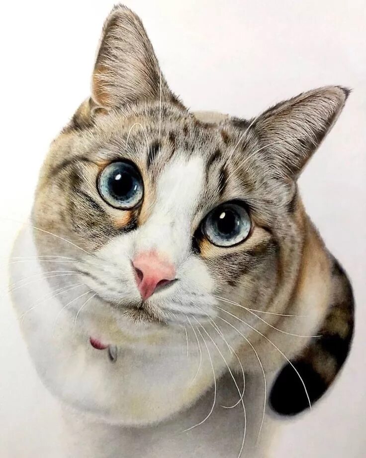 Покажи как выглядят кошки 23 Desenhos Hiperrealistas De Gatos Que Parecem Fotografia Realistic cat drawing