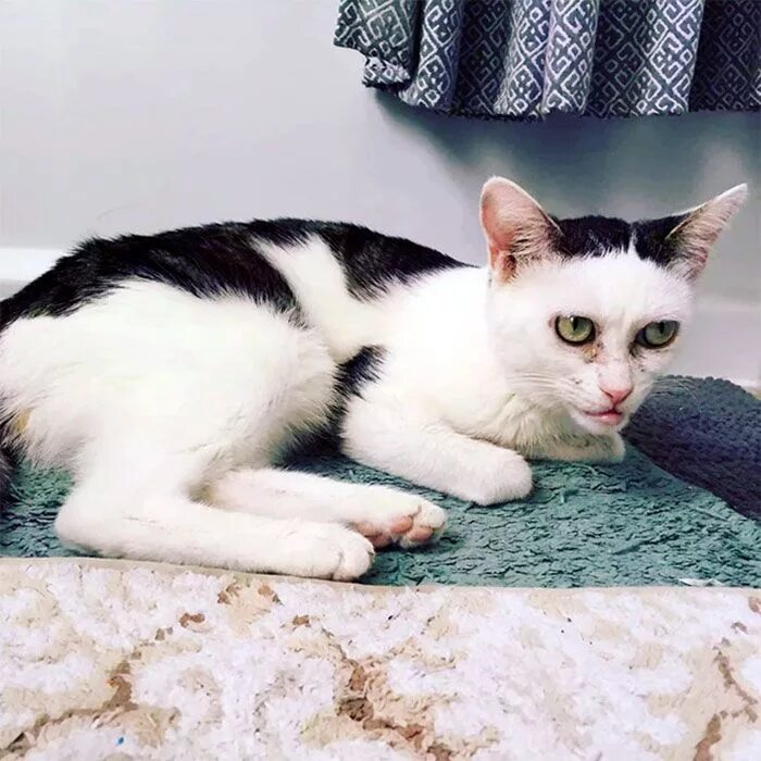 Покажи как выглядят кошки Woman Adopts Cat That Has Been Living In A Shelter Since It Was 2 Days Old, Real