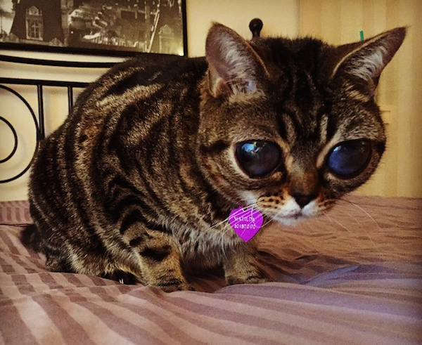 Покажи как выглядят кошки Matilda the Alien Cat Is Becoming an Instagram Star Cats, Cat pics, Funny animal