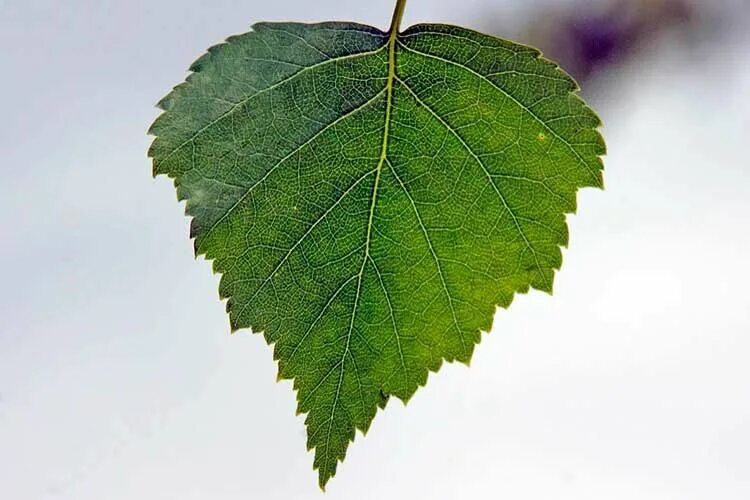 Покажи как выглядят листья Берёзовый лист. Фото: Jouko Lehmuskallio, LuontoPortti Medicinal plants, Plant l