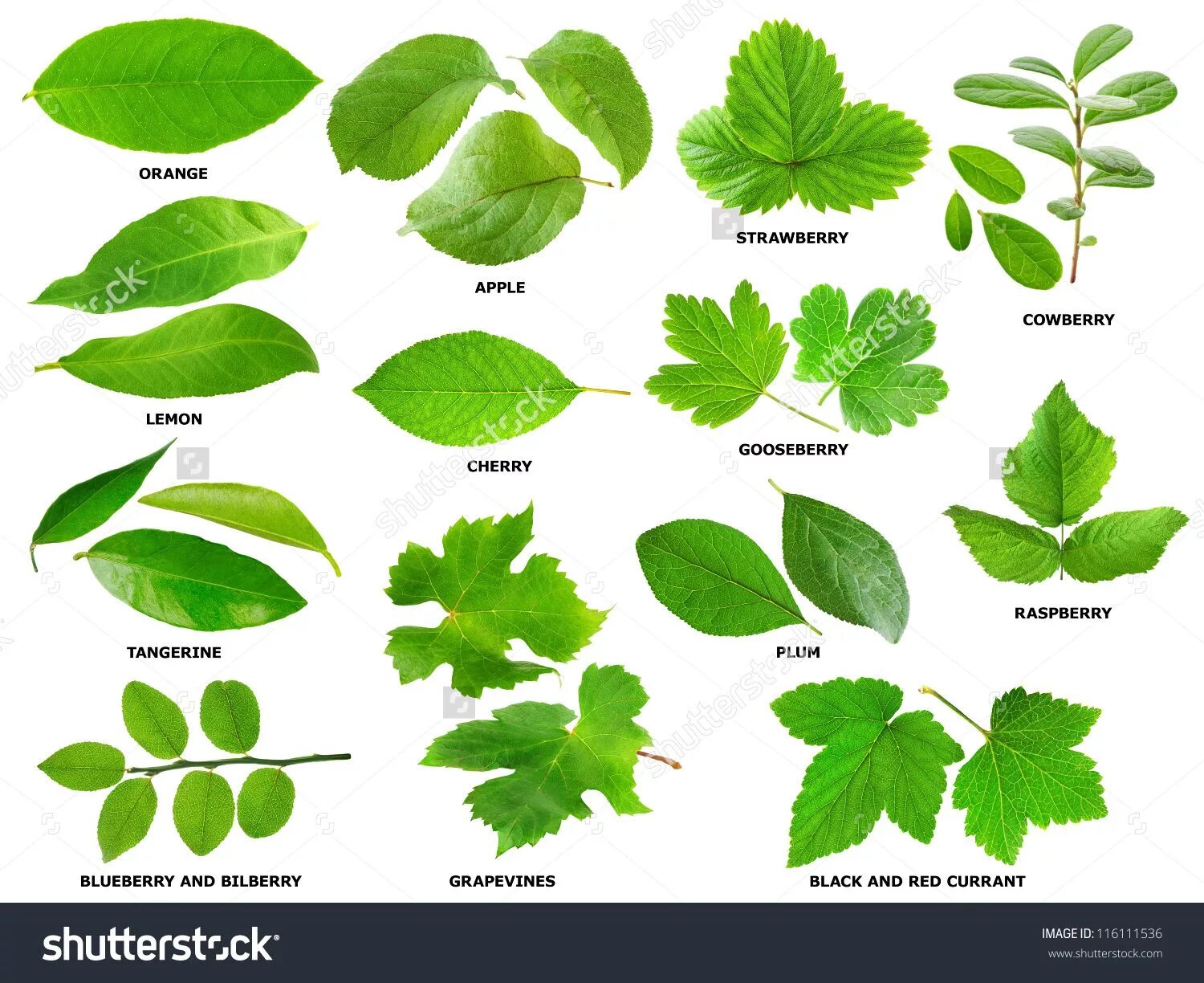 Покажи как выглядят листья Collection of green leaves of fruit and berry shrubs and trees Leaves, Shrubs, L