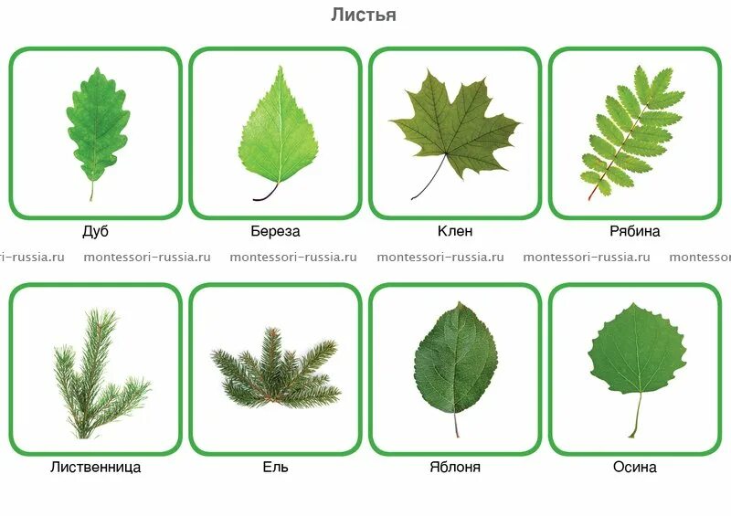 Покажи как выглядят листья Учим листья деревьев