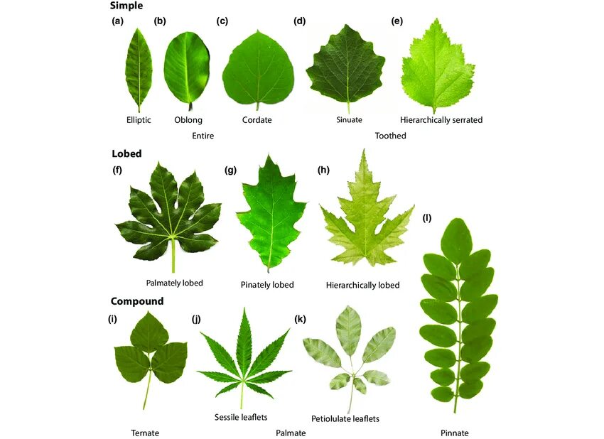 Покажи как выглядят листья Examples of diverse shapes and features of eudicot leaves. (a) Quercus... Downlo