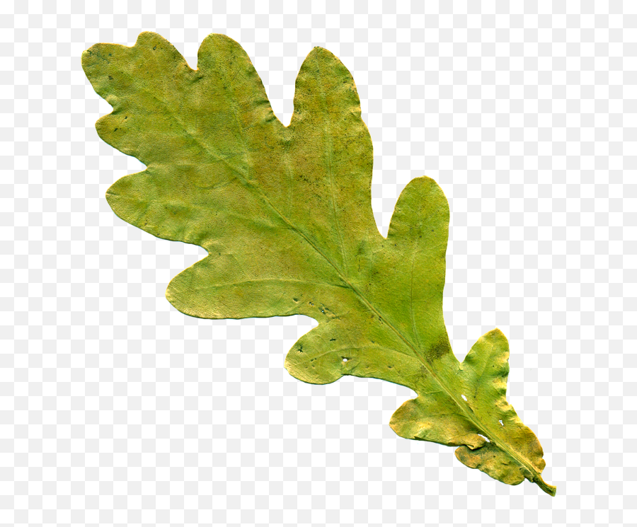 Oak leaf image - The Different Oak Trees Native to the UK - An Darach Forest The