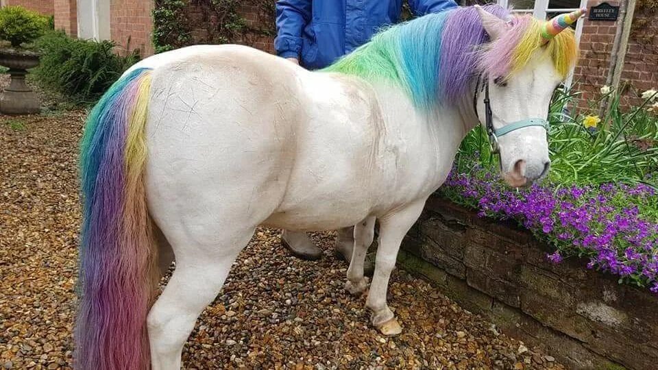 Покажи как выглядят настоящие единороги One Woman Grooms Her Horses To Look Like Unicorns Real unicorn, Horses, Cute hor