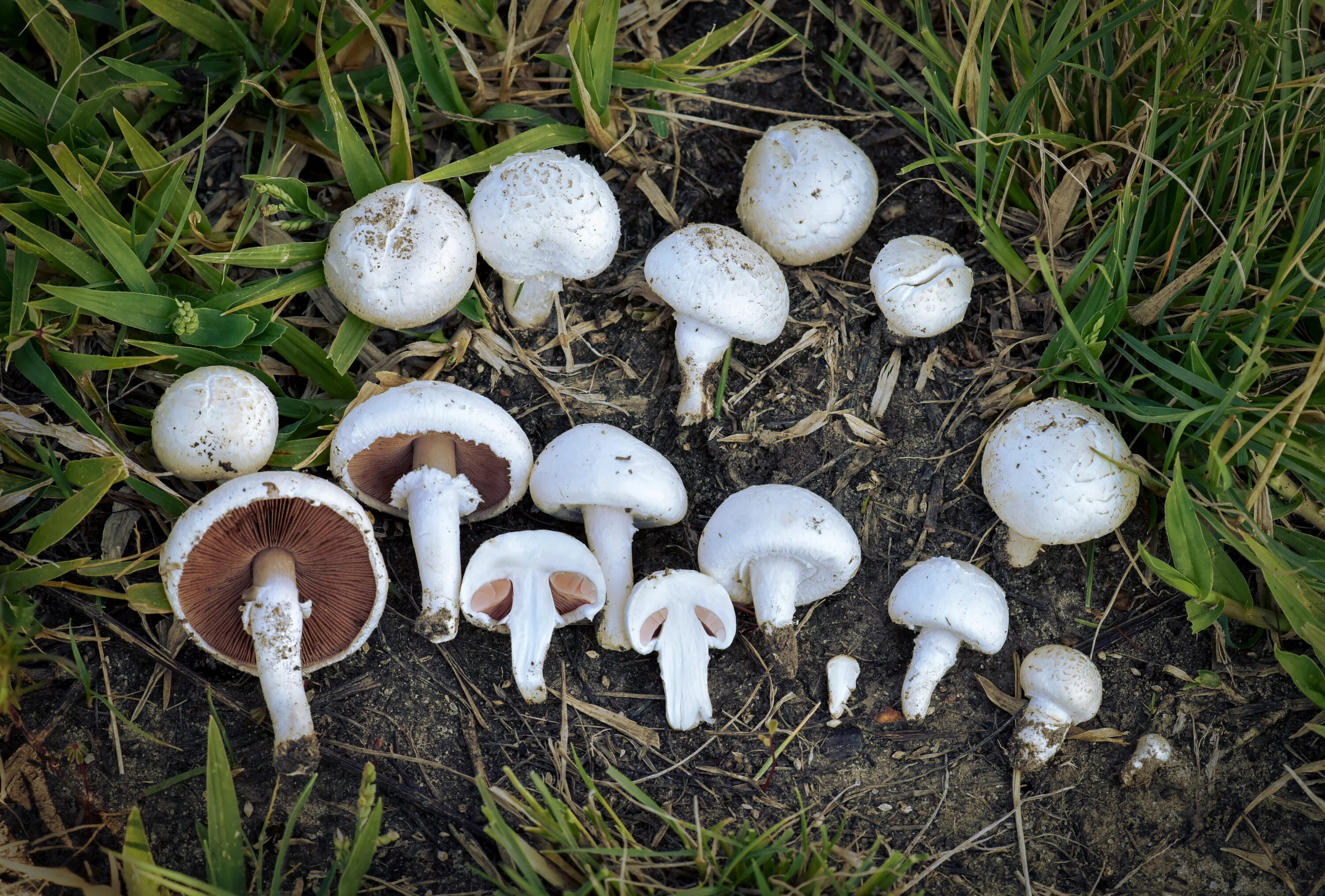 Покажи как выглядят шампиньоны грибы File:Agaricus-campestris-michoacan.jpg - Wikipedia