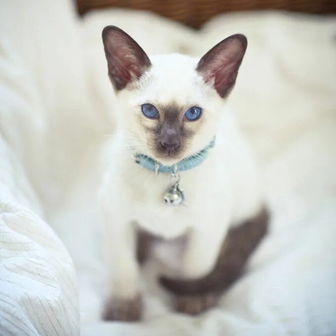 Покажи как выглядят сиамские кошки Siamese Cat Breed Information & Characteristics Siamese kittens, Siamese cats, C