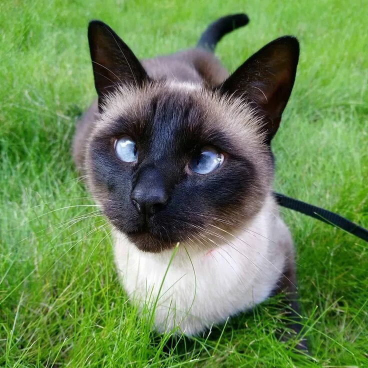 Покажи как выглядят сиамские кошки Ollie is a Siamese cat who’s starting to make a real name for himself on social 