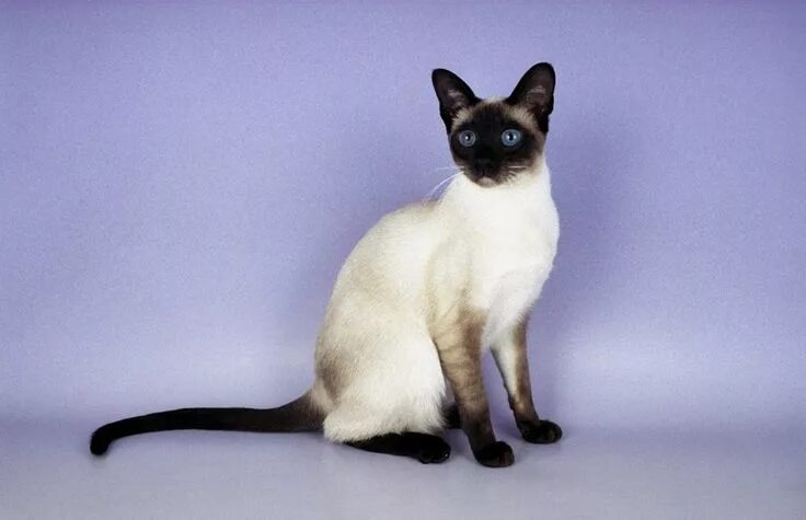 Ultimate Guide to Siamese Cats (2022) in 2022 Cat breeds, Siamese cats, Beautifu