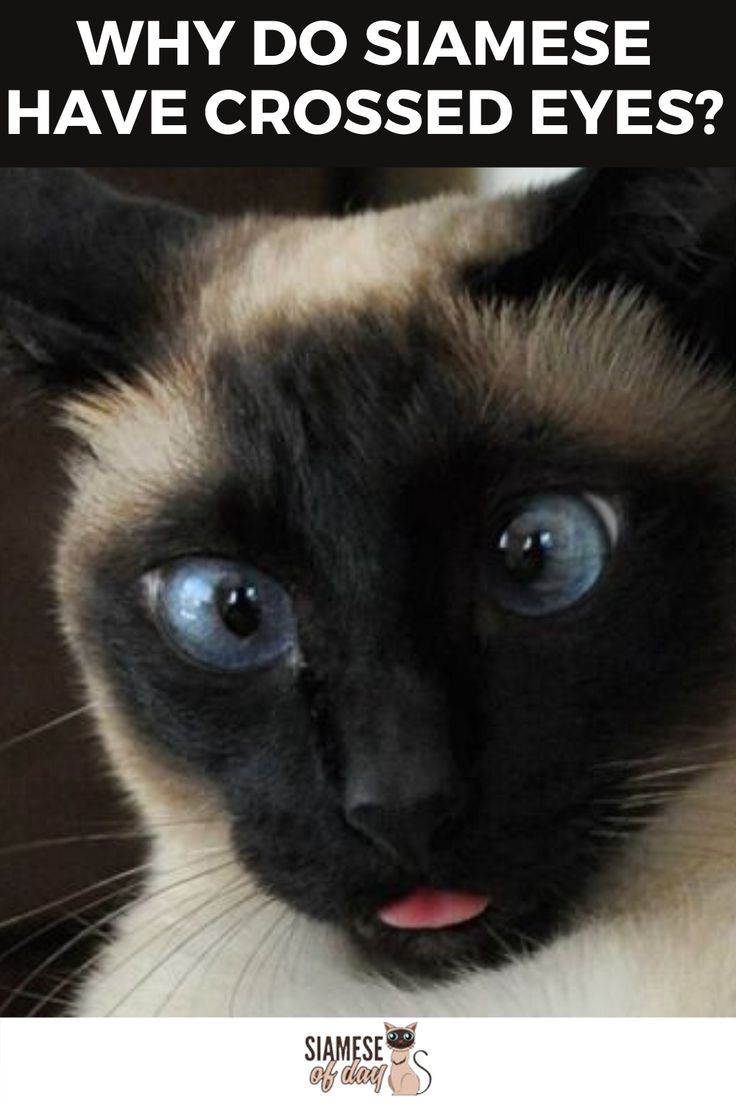 Покажи как выглядят сиамские кошки Is It Normal For a Siamese Cat to be Cross-Eyed? Best cat breeds, Siamese cats, 