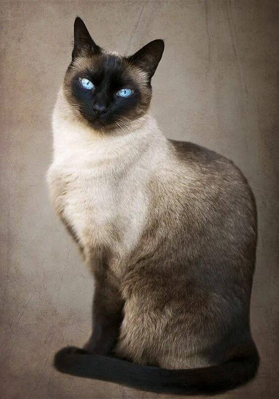 Покажи как выглядят сиамские кошки Pinterest Cat breeds siamese, Cute cats, Pretty cats