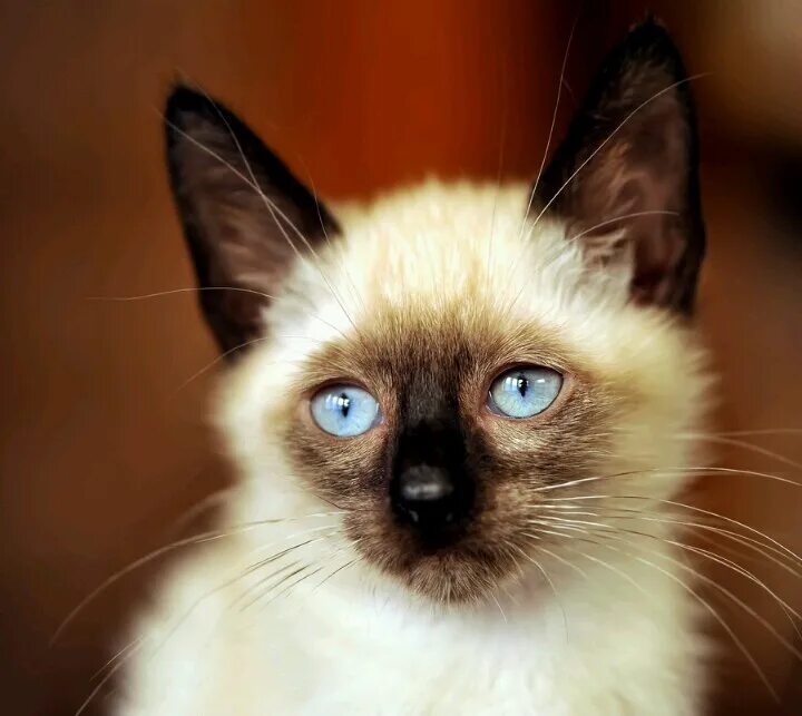 Покажи как выглядят сиамские кошки Soft siamise Siamese kittens, Cute cats photos, Cat spray