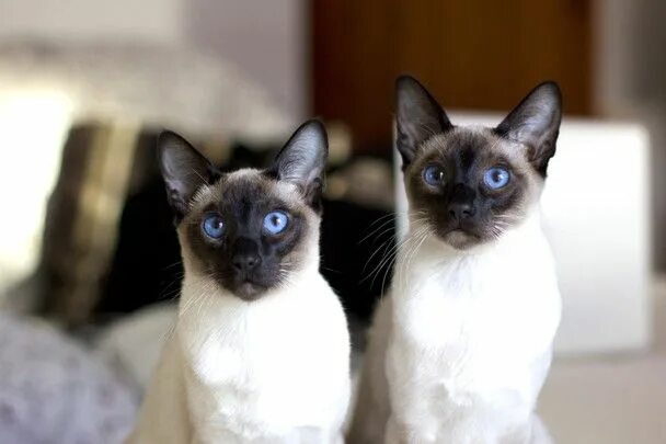 Покажи как выглядят сиамские кошки Siamese twins..... :D Siamese cats, Cat behavior, Cats