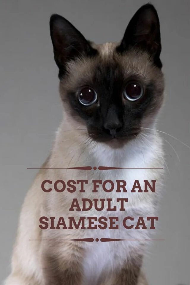 Покажи как выглядят сиамские кошки How Much Do Siamese Cats Cost? Siamese of Day Siamese cats, Cat day, Kitten care